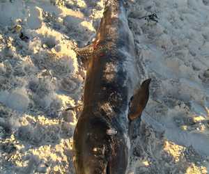 On the Beach: A False Killer Whale