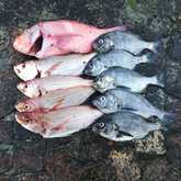 George Rowan’s bag for the day - Birkenhead Boothengelklub - Xplorio™ Gansbaai