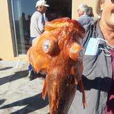 Anita Vermeulen with a 1kg Jakopewer - Birkenhead Boothengelklub - Xplorio™ Gansbaai