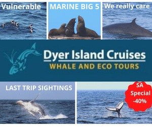 Next Dyer Island Marine Big 5 Tour: 24 April 2021