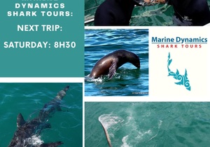 Next Marine Dynamics Shark Tour: 24 April 2021