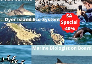 Next Marine Dynamics Shark Tour: 28 April 2021 (11h45)