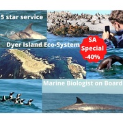 Next Dyer Island Marine Big 5 Tour: 28 April 2021 (11h30)
