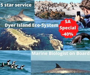 Next Dyer Island Marine Big 5 Tour: 28 April 2021 (11h30)