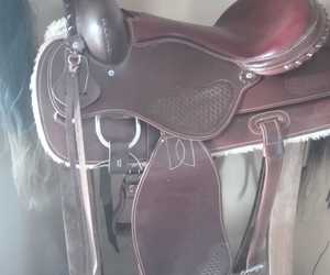New Addition: American Saddle