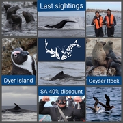 Next Dyer Island Marine Big 5 Trip: 1 May 2021 (10h15)