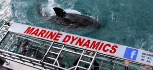 Next Marine Dynamics Shark Tour: 8 May 2021