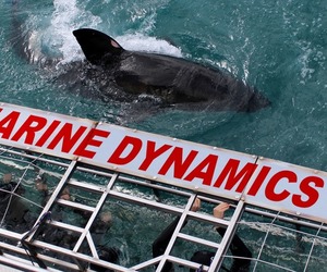 Next Marine Dynamics Shark Tour: 8 May 2021