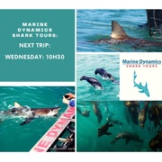 Next Marine Dynamics Shark Tour: 12 May 2021