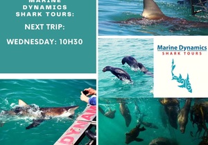 Next Marine Dynamics Shark Tour: 12 May 2021