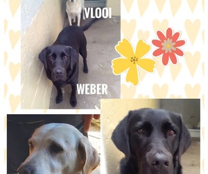 Two Labradors Ready For Adoption Together