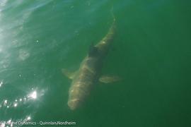 Daily Blog: 11 May 2021 | Shark Cage Diving South Africa