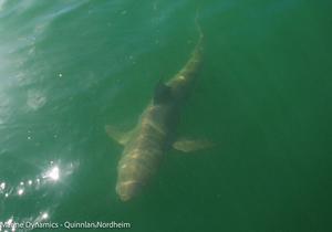 Daily Blog: 11 May 2021 | Shark Cage Diving South Africa