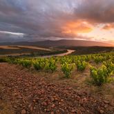 Sijnn Vineyards - Agulhas Wine Triangle