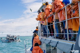 Next Dyer Island Marine Big 5 Trip: 14 May 2021