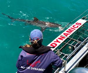 Next Marine Dynamics Shark Cage Diving Tour: 14 May 2021