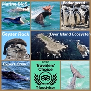 19 May 2021: Next Dyer Island Marine Big 5 Trip
