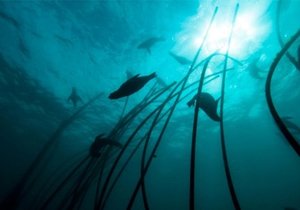 Sharksafe Gansbaai - Gansbaai Daily News