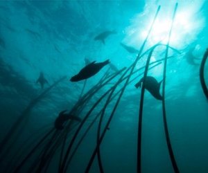 Sharksafe Gansbaai - Gansbaai Daily News