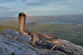 Cape Cobra and Puff Adders