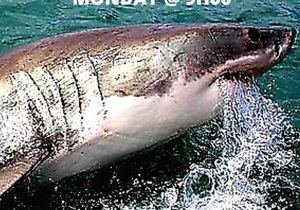 Breaking News! 3x Great White Sharks Spotted on Sunday