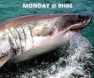 Breaking News! 3x Great White Sharks Spotted on Sunday