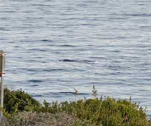 The first Southern Right Whale has arrived!