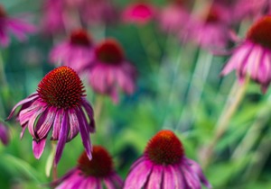 Echinacea