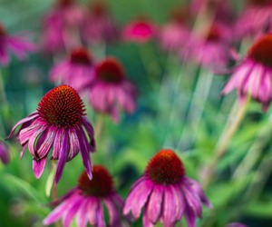 Echinacea