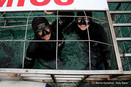 25 May 2021: Next Marine Dynamics Shark Cage Diving Tour