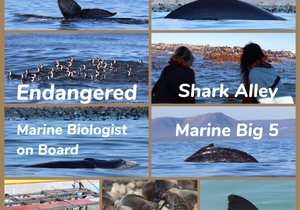 26 May 2021: Next Dyer Island Marine Big 5 Trip