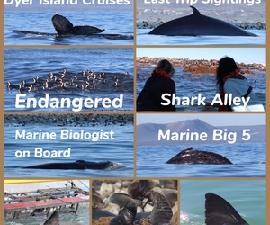 26 May 2021: Next Dyer Island Marine Big 5 Trip