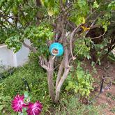 Birdfeeders - Lili & Co - Xplorio™ Kleinmond