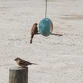 Birdfeeders - Lili & Co - Xplorio™ Kleinmond