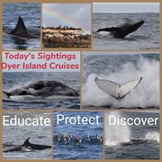 2 June 2021: Next Dyer Island Marine Big 5 Trip