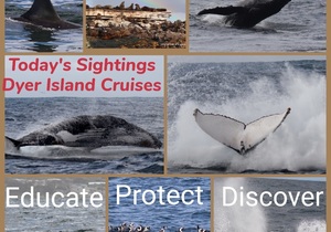 2 June 2021: Next Dyer Island Marine Big 5 Trip