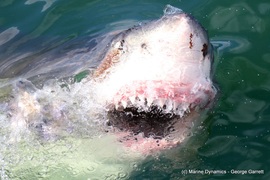 Daily Blog: 01 June 2021 | Shark Cage Diving in South Africa