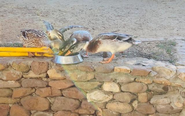 WhatsApp_Image_2021_06_03_at_09.12.04_1622709473