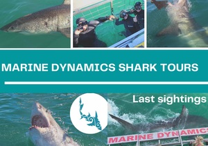 8 June 2021: Next Marine Dynamics Shark Cage Diving Tour