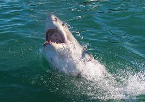 Daily Blog: 06 June 2021 | Shark Cage Diving South Africa