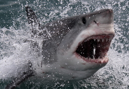 Daily Blog: 09 June 2021 | Incredible Sightings 