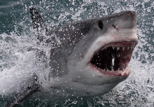 Daily Blog: 09 June 2021 | Incredible Sightings 