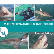 15 June 2021: Next Marine Dynamics Shark Cage Diving Tour