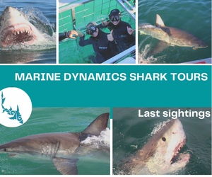 15 June 2021: Next Marine Dynamics Shark Cage Diving Tour