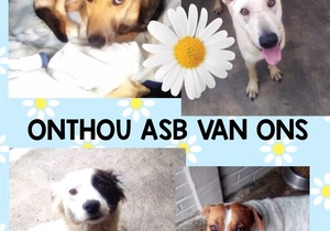 Dogs Available for Adoption