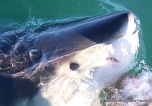 Daily Blog: 14 June 2021 | Shark Cage Diving in South Africa