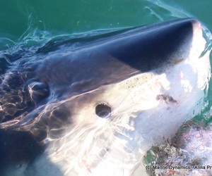 Daily Blog: 14 June 2021 | Shark Cage Diving in South Africa