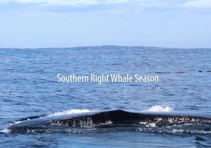 18 June 2021: Next Dyer Island Marine Big 5 Trip