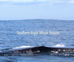 18 June 2021: Next Dyer Island Marine Big 5 Trip