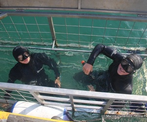 Daily Blog: 20 June 2021 | Shark Cage Diving in South Africa